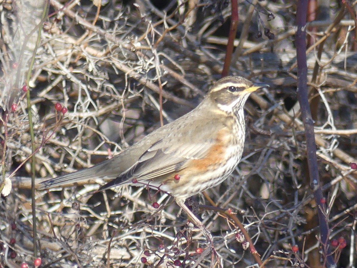 Redwing - ML304864441