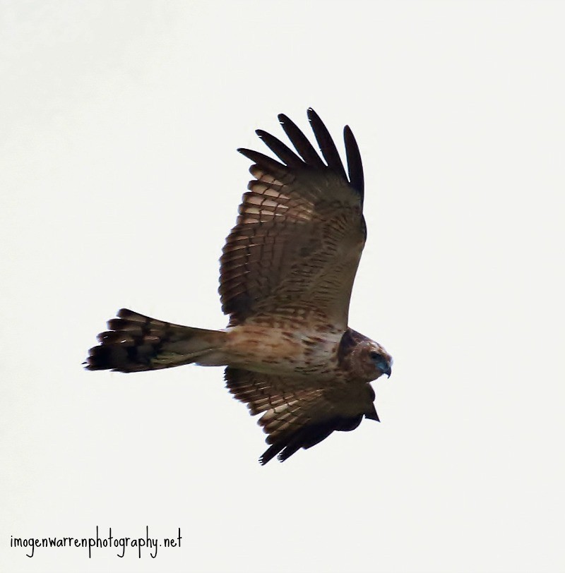 Spotted Harrier - ML30486741