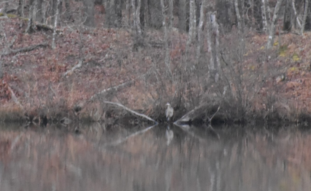 Great Blue Heron - ML304869411