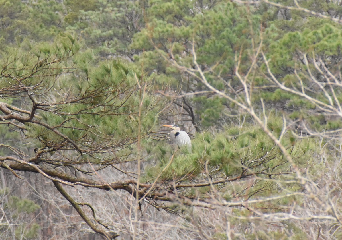Great Blue Heron - ML304869431