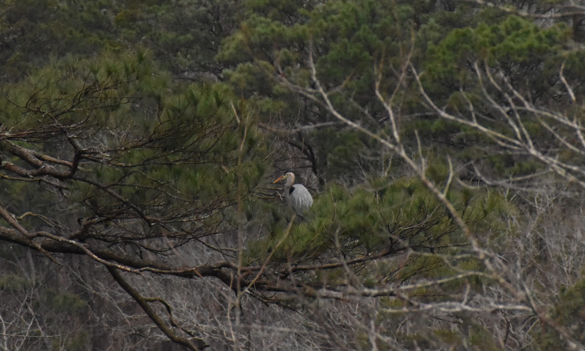 Great Blue Heron - ML304869451