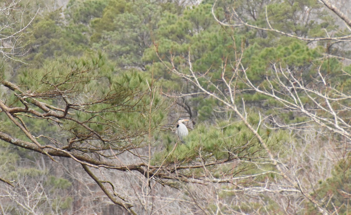 Great Blue Heron - ML304869461