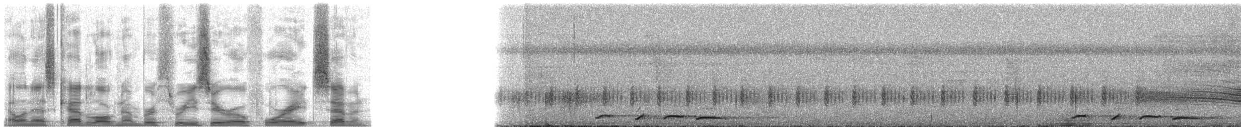 Румяный голубь [группа purpureotincta] - ML30487