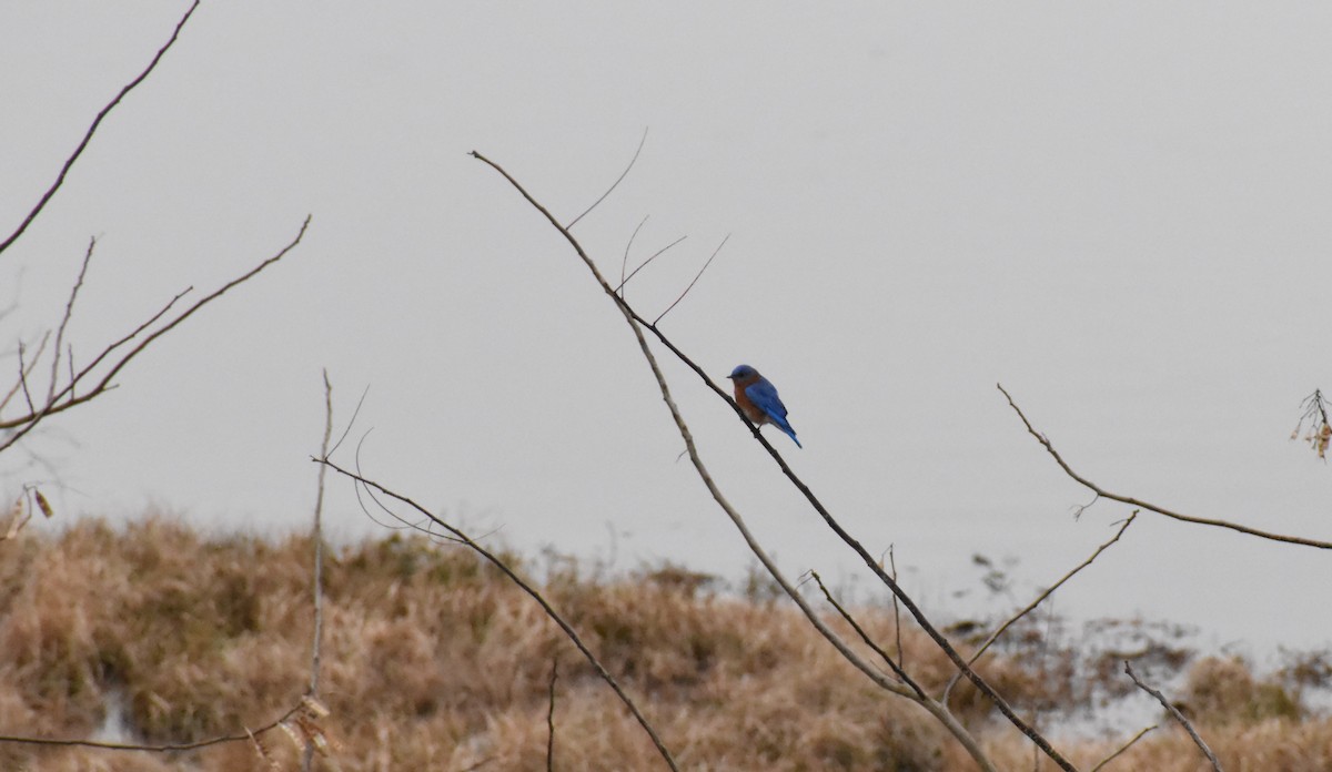 Eastern Bluebird - Gary Warner