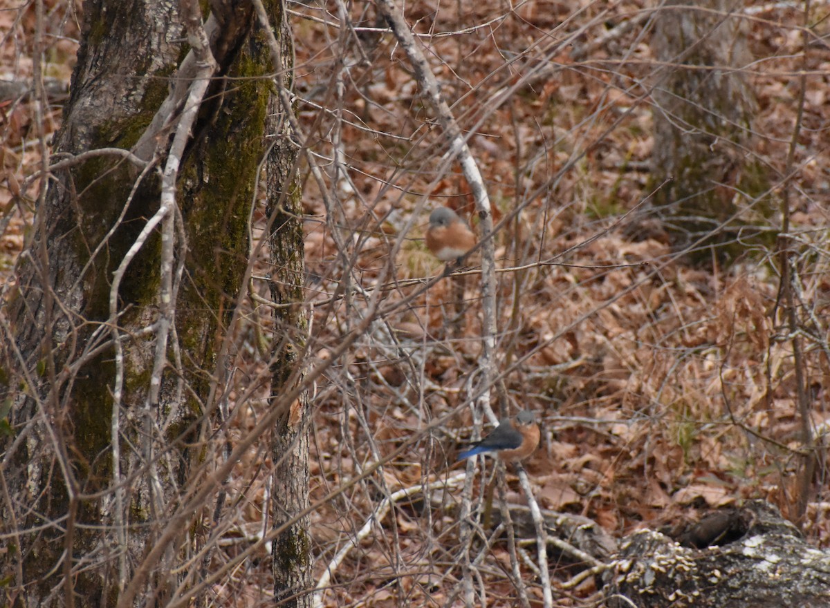 Eastern Bluebird - Gary Warner