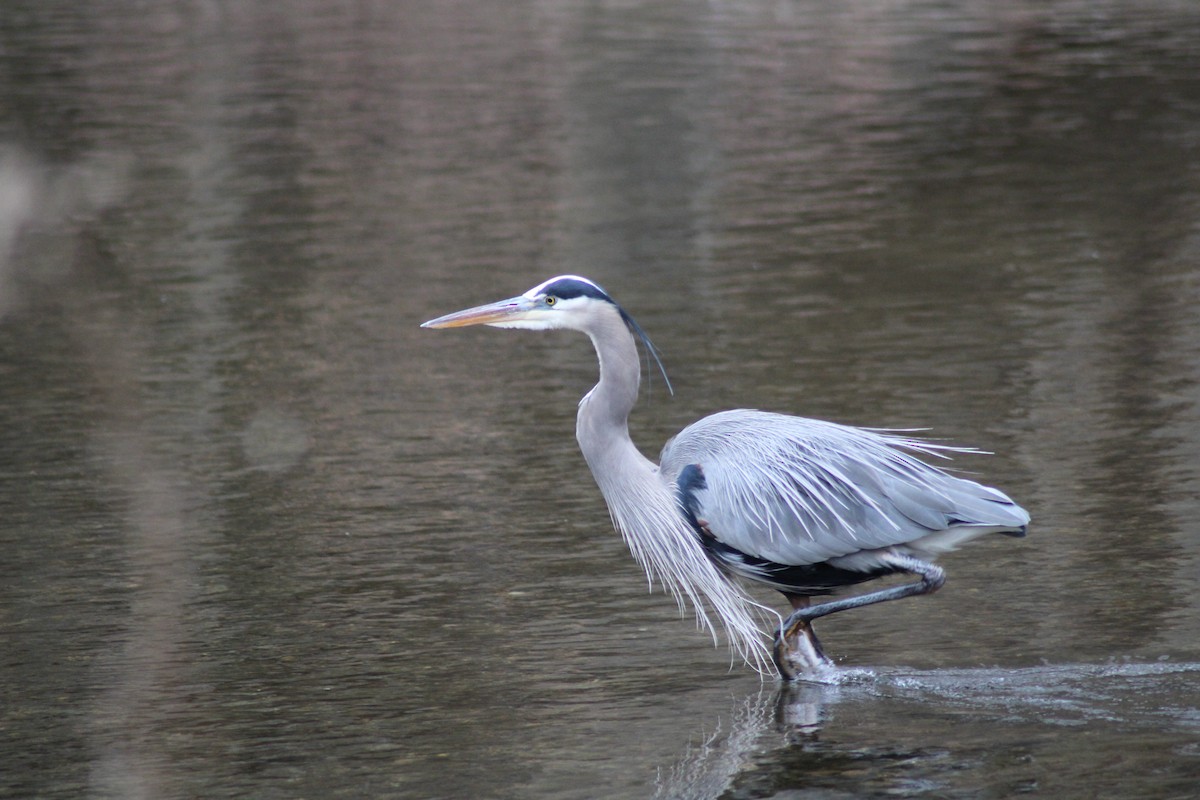 Great Blue Heron - ML304871221