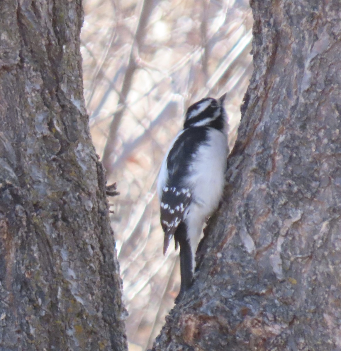 Downy Woodpecker - Kim Harrison