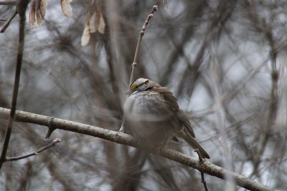White-throated Sparrow - ML304872451