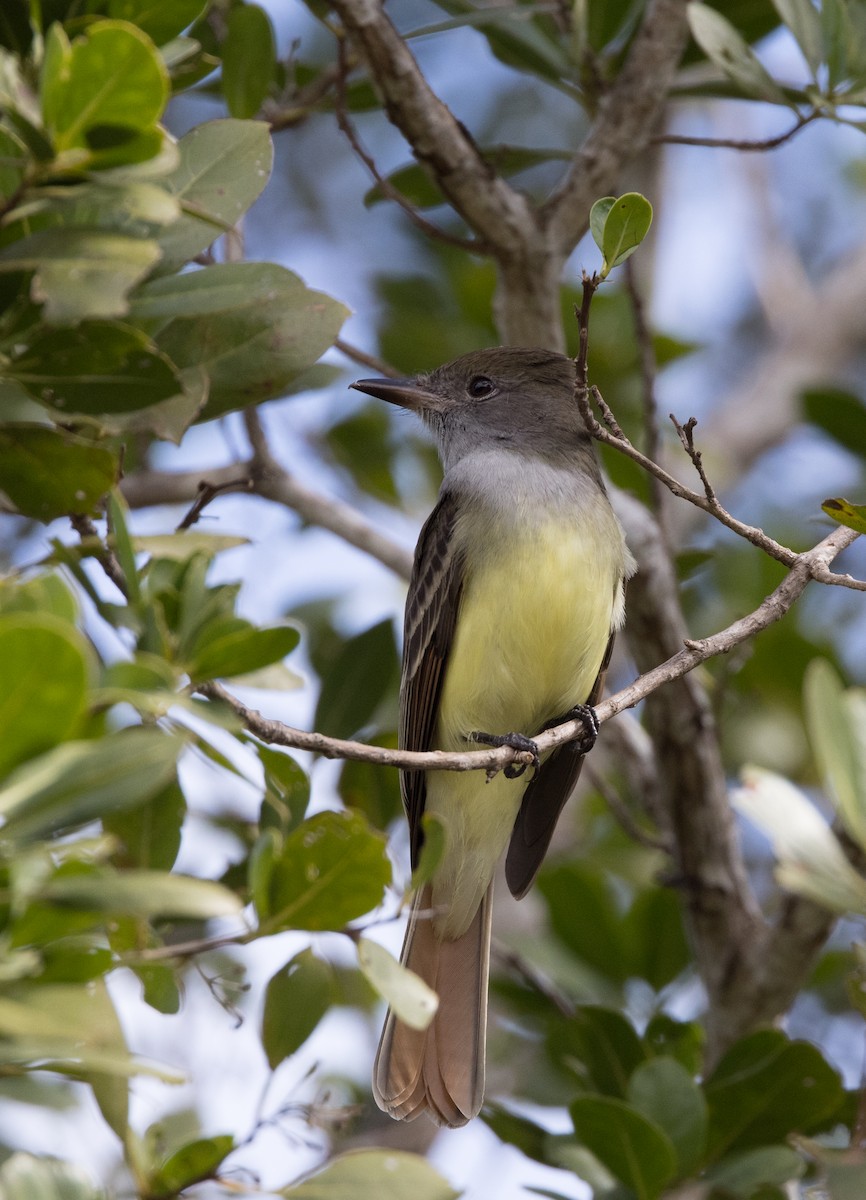 Great Crested Flycatcher - ML304875101