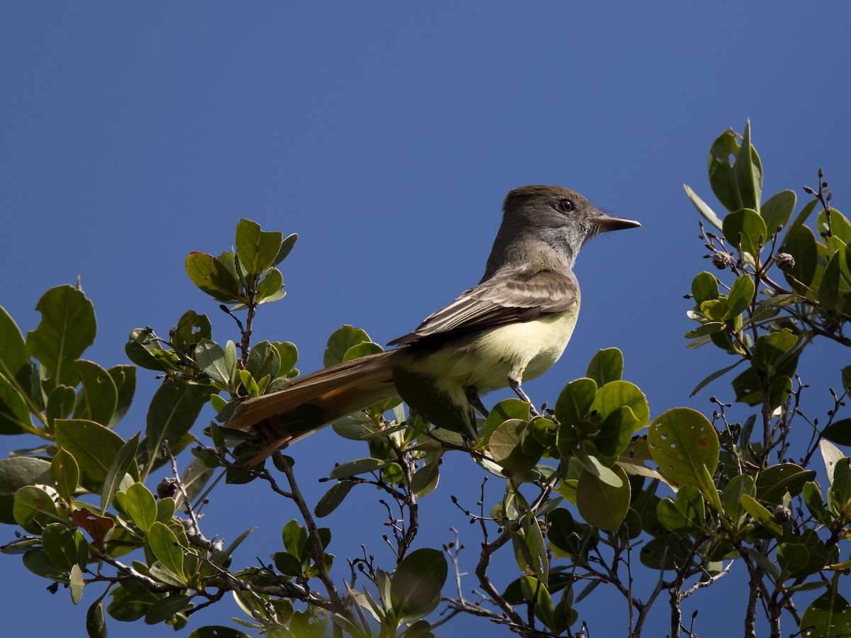 Great Crested Flycatcher - ML304875111