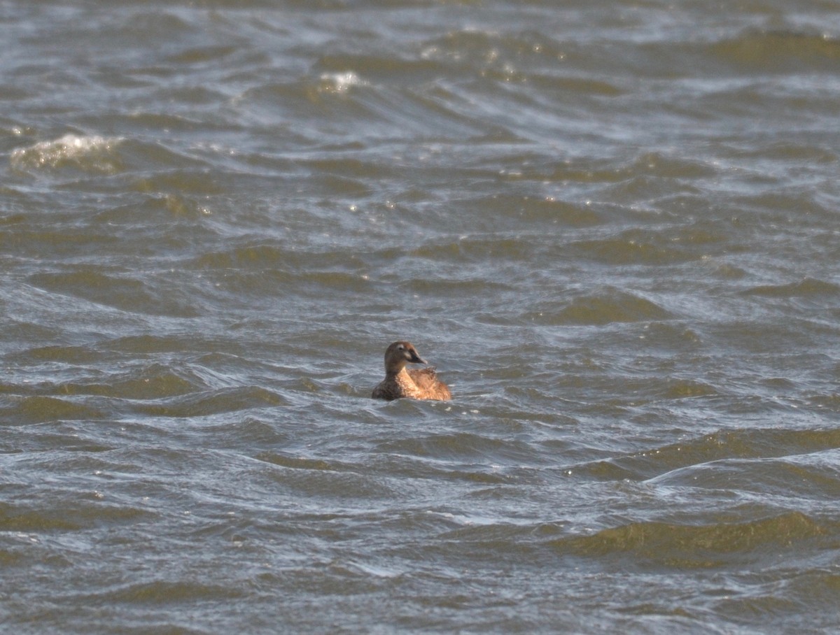 King Eider - ML304877081