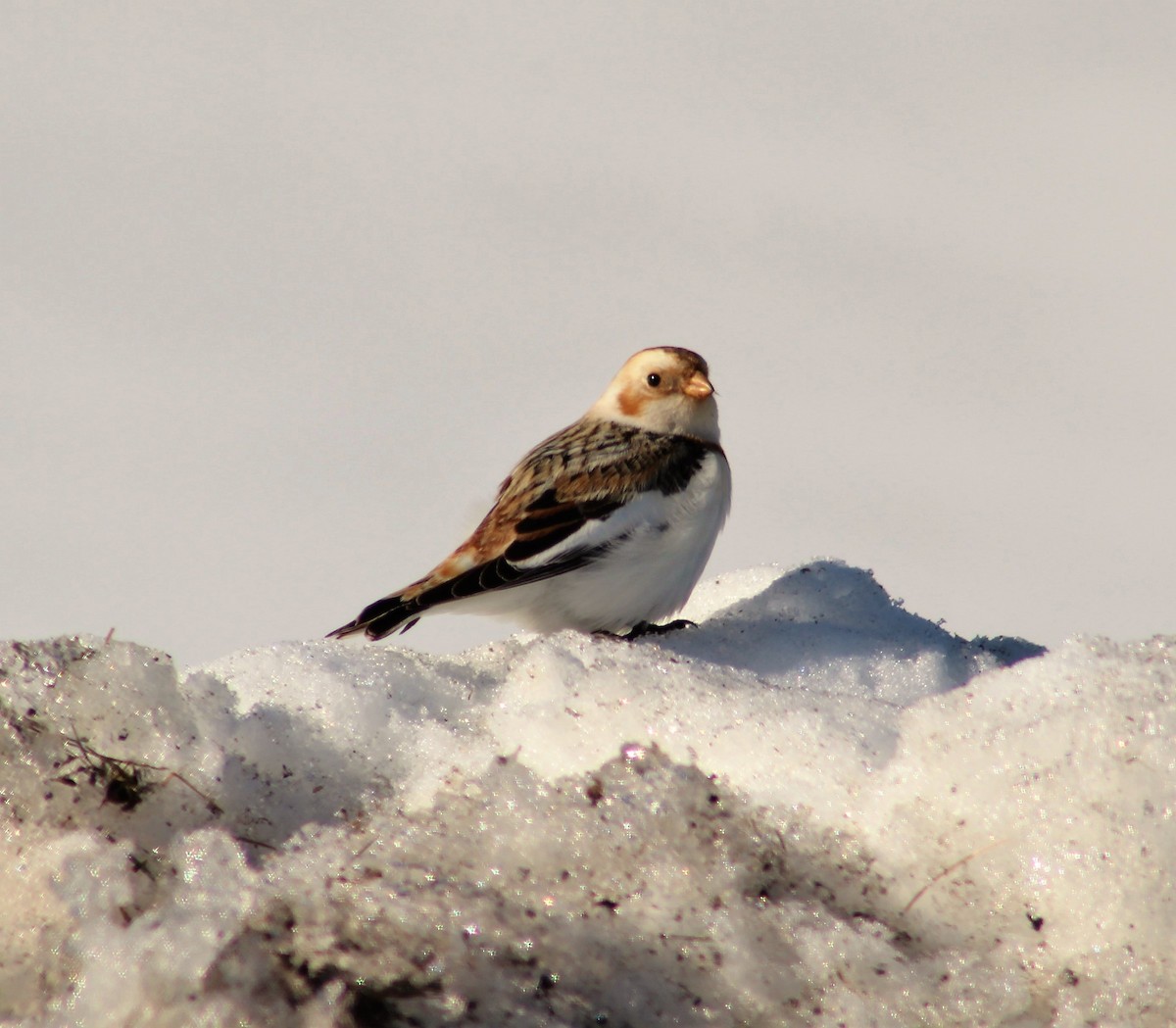 Snow Bunting - ML304877491