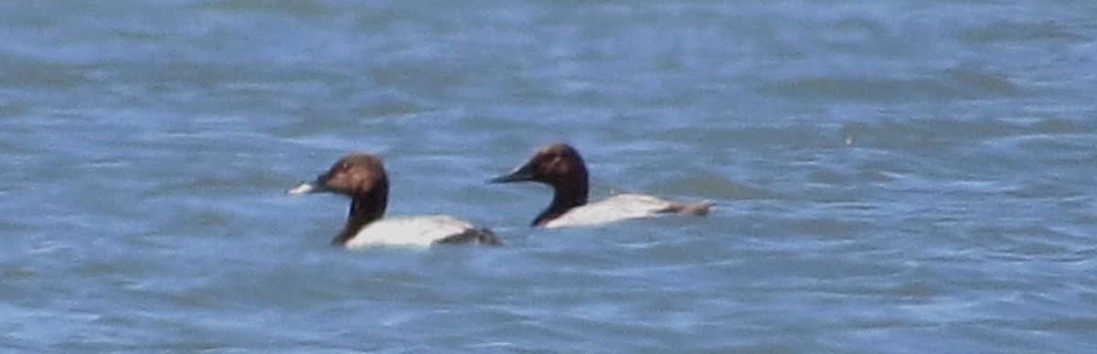 Canvasback - ML30487801