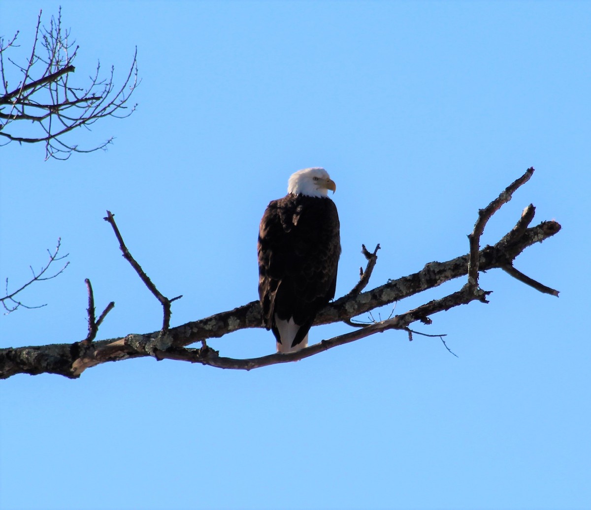 Bald Eagle - ML304878781