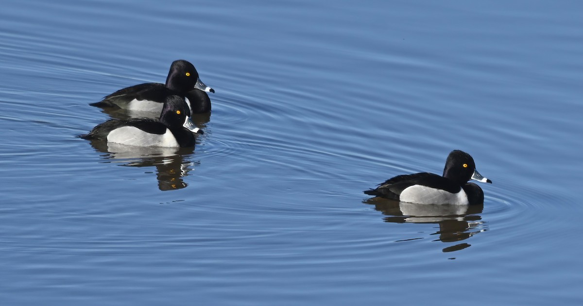 Ring-necked Duck - ML304880051