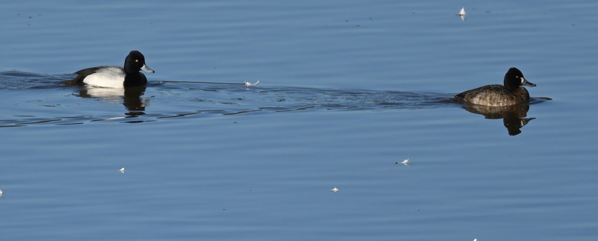 Lesser Scaup - ML304880101