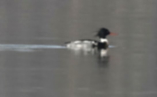 Red-breasted Merganser - ML304880141