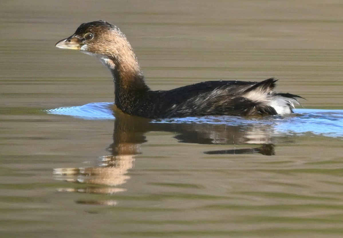 Pied-billed Grebe - ML304880321