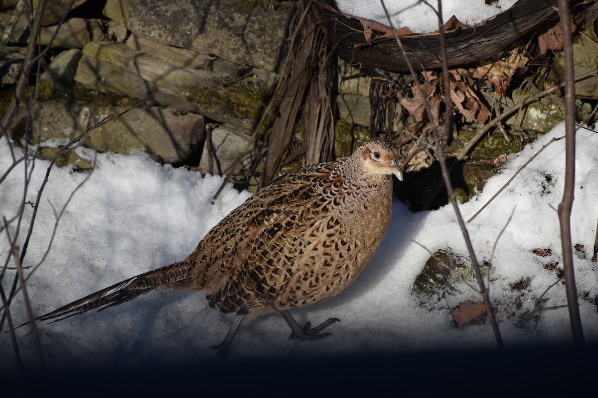 Ring-necked Pheasant - Ralph Allen