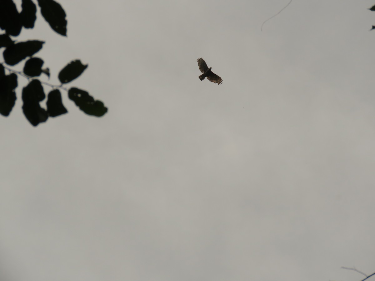 Sulawesi Honey-buzzard - ML304881971