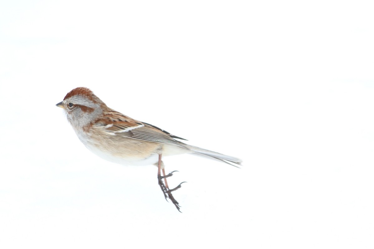 American Tree Sparrow - ML304882511