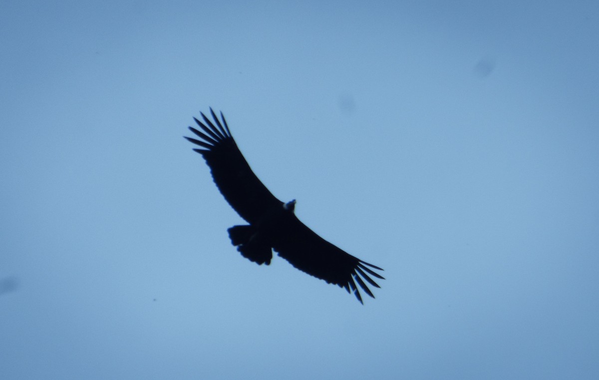 Condor des Andes - ML304882821