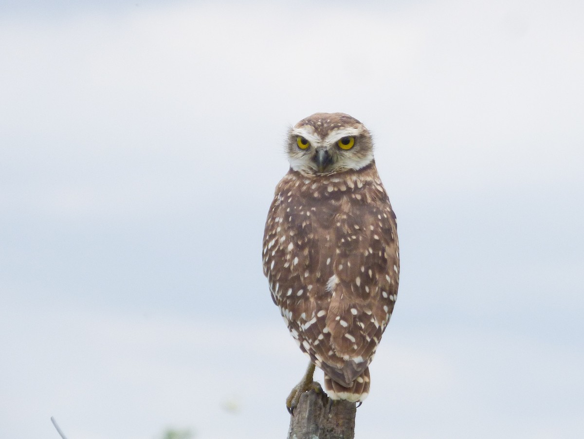 Burrowing Owl - ML304882931