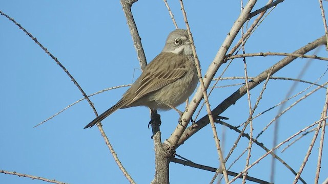 Sagebrush/Bell's Sparrow (Sage Sparrow) - ML304883681