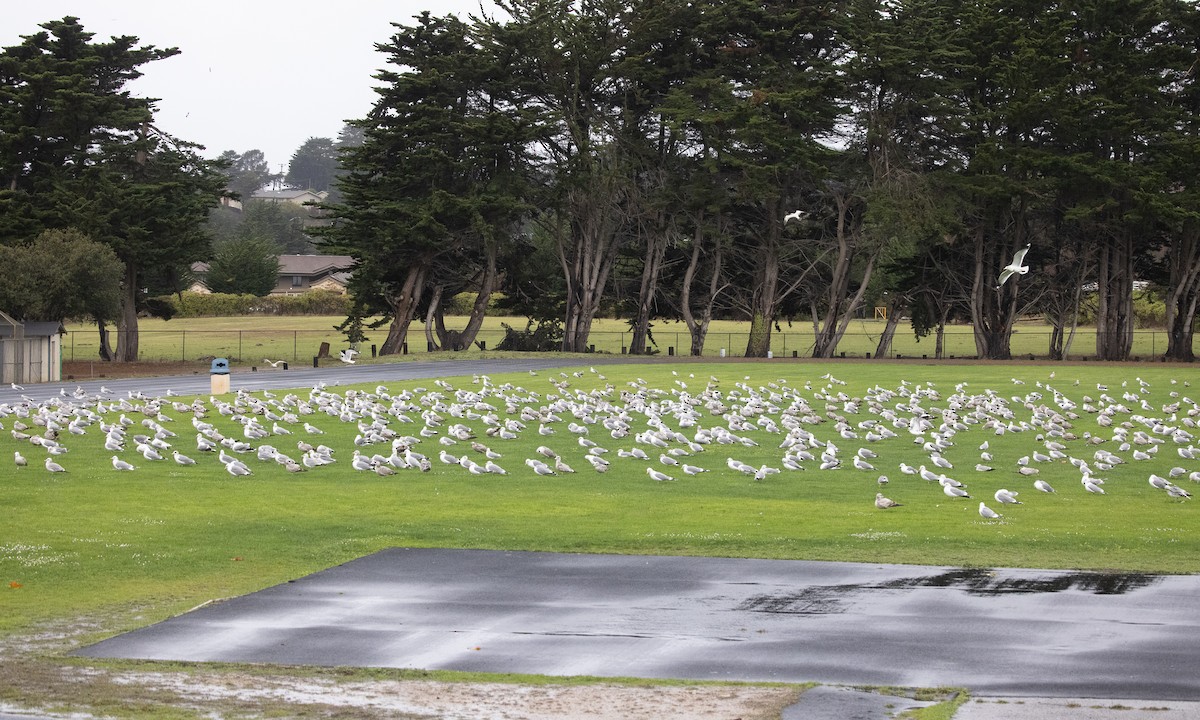 California Gull - ML304883871