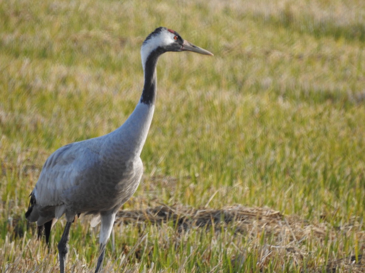 Common Crane - ML304885481