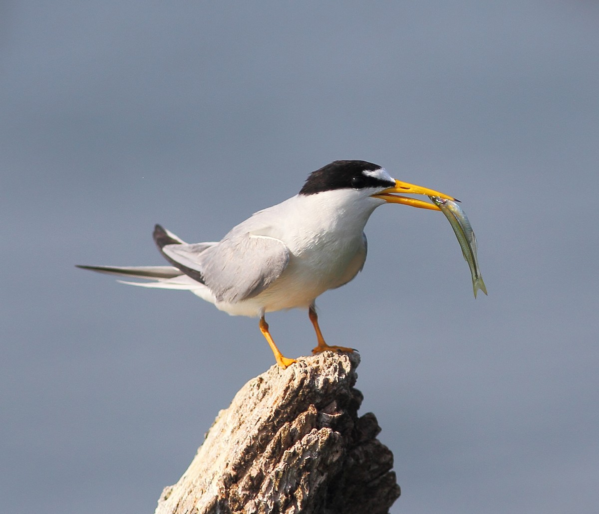 Least Tern - ML304885681