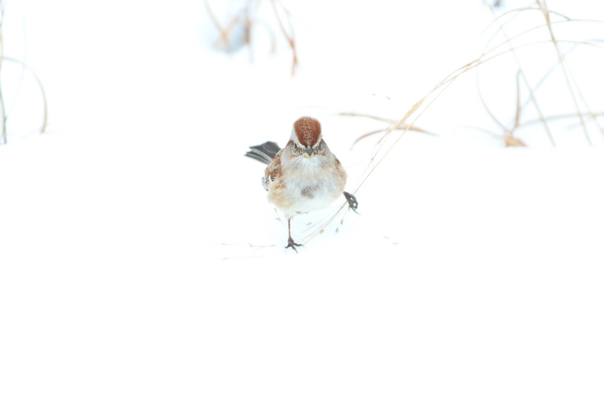 American Tree Sparrow - ML304885851