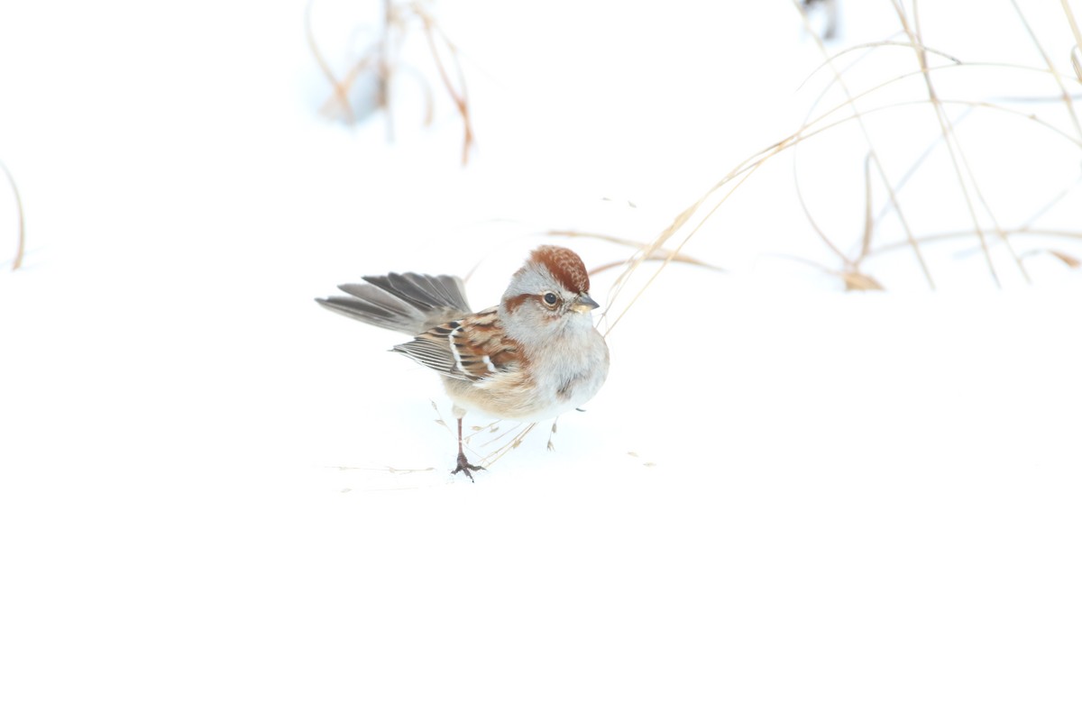 American Tree Sparrow - ML304885941