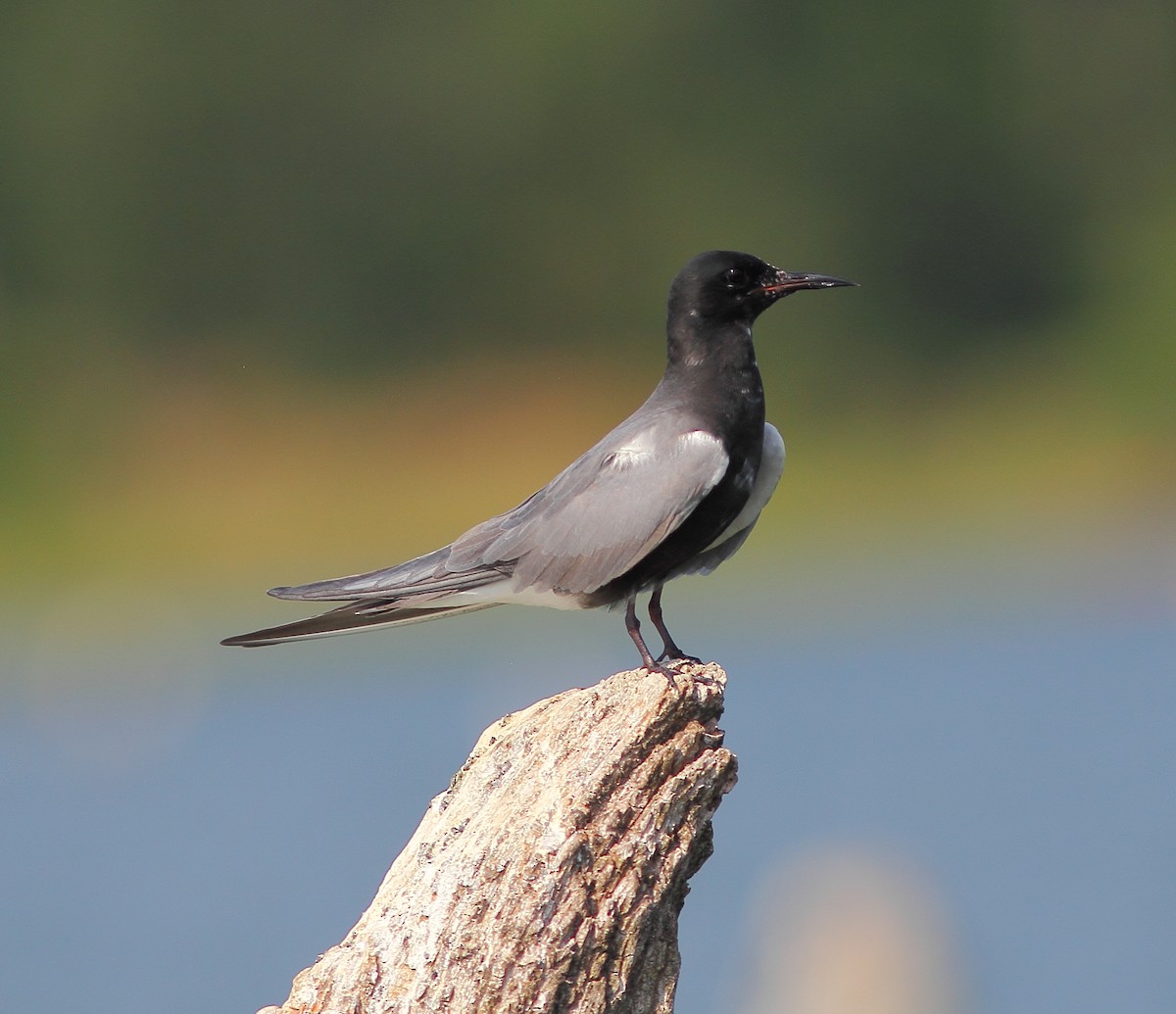 Black Tern - ML304886211