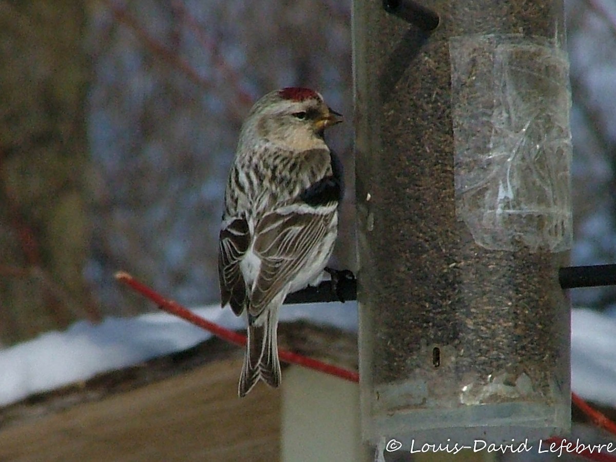 Redpoll (Hoary) - ML304886471