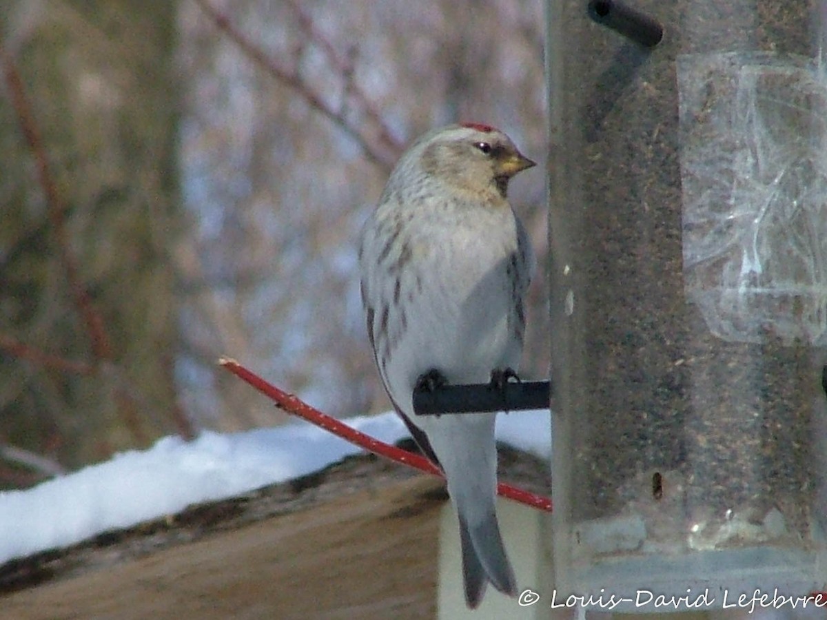 Redpoll (Hoary) - ML304886481
