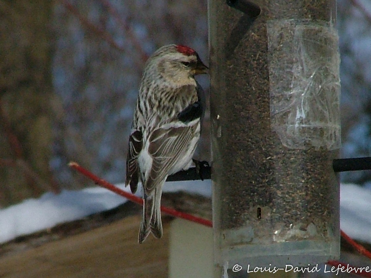 Redpoll (Hoary) - ML304886491