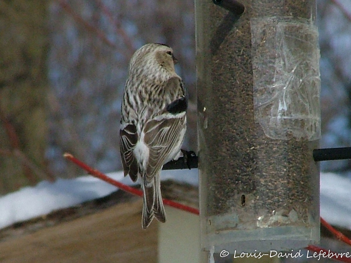 Redpoll (Hoary) - ML304886501