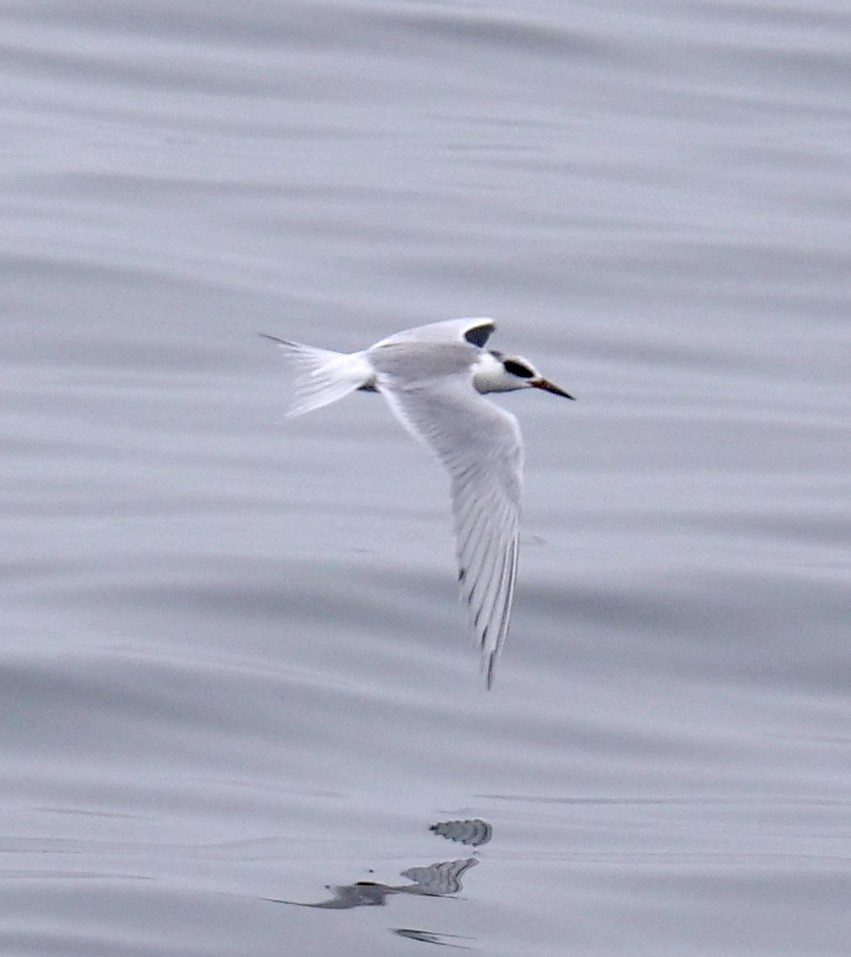 Forster's Tern - Lee & Mary Ann Evans