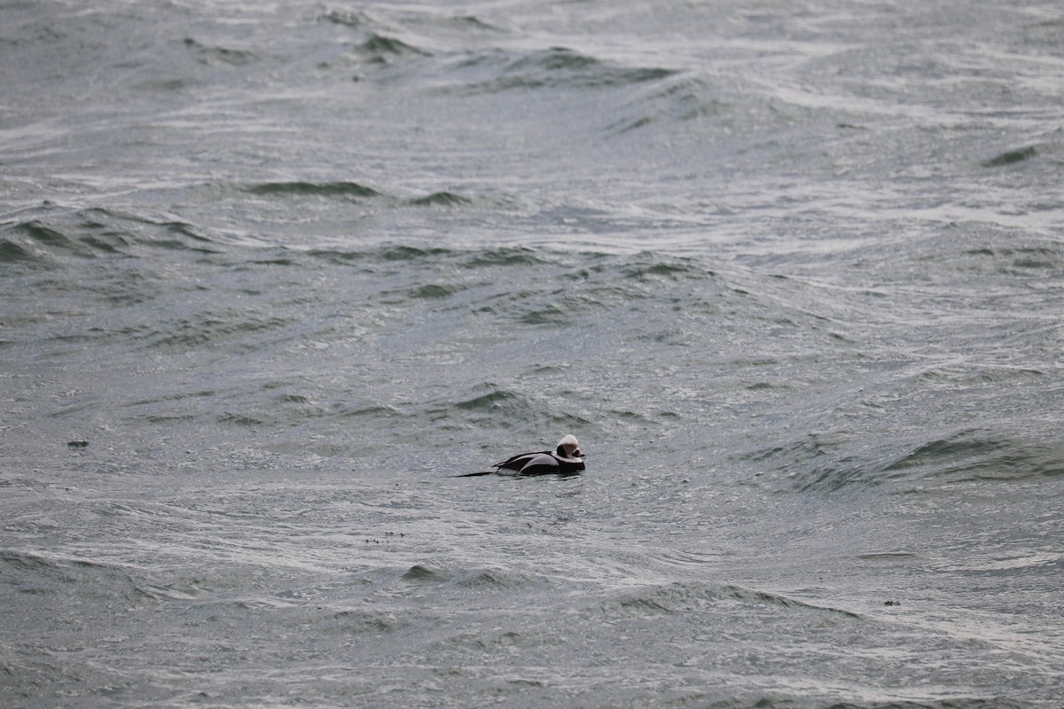Long-tailed Duck - Anonymous