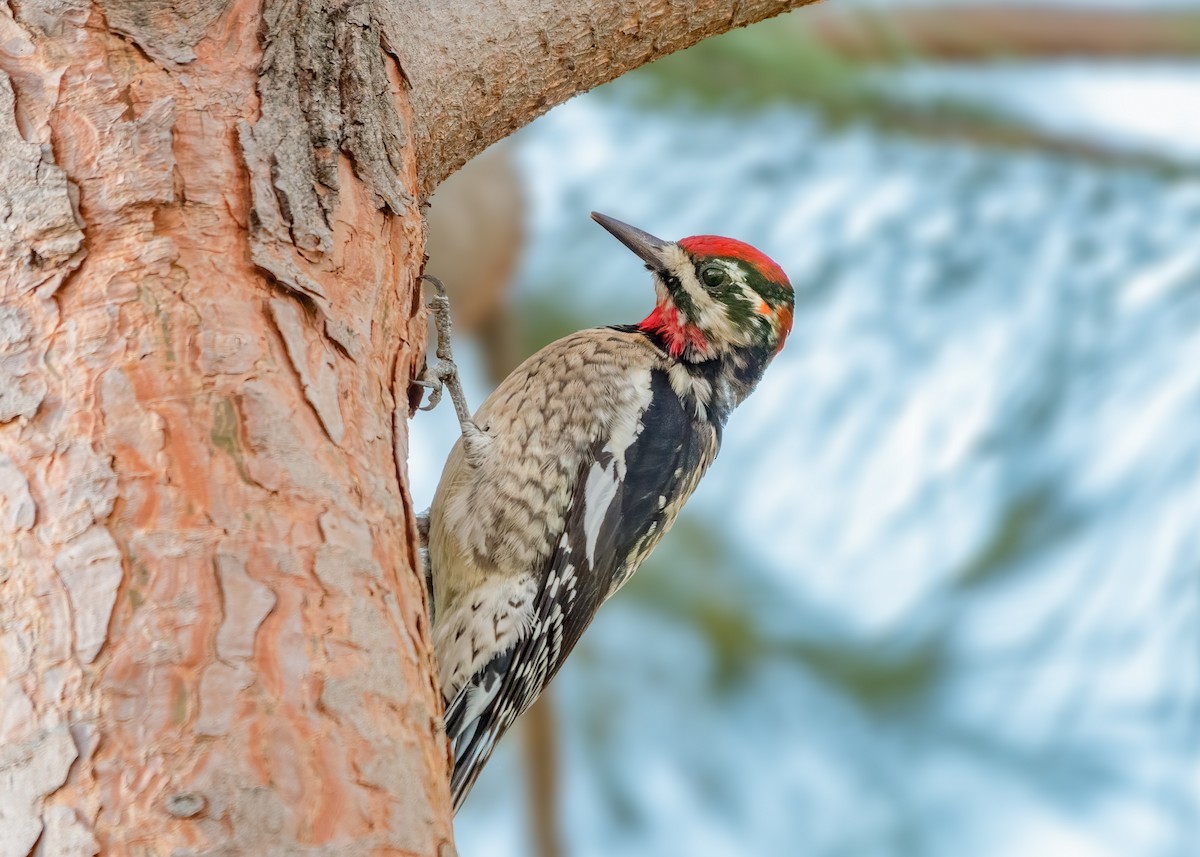 Red-naped Sapsucker - ML304889571