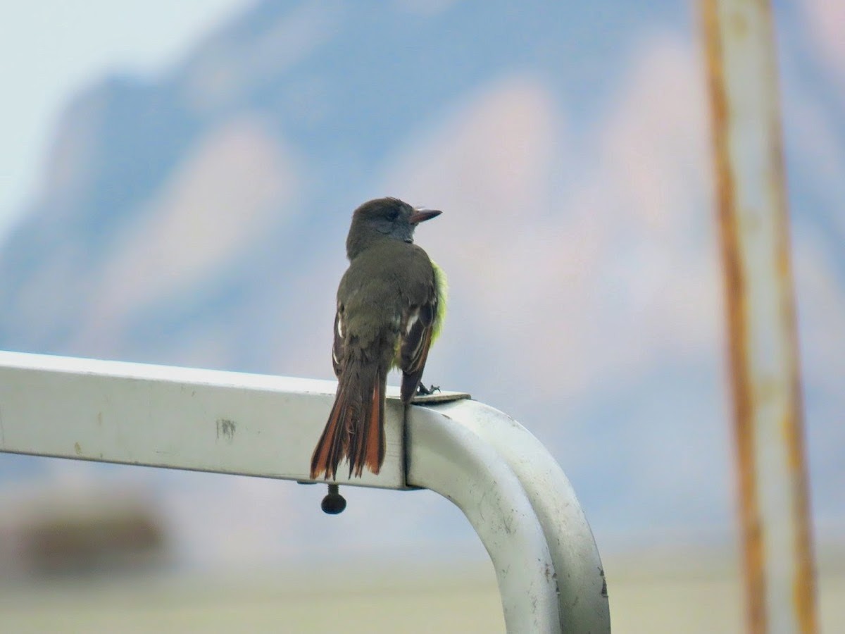 Great Crested Flycatcher - Long-eared Owl