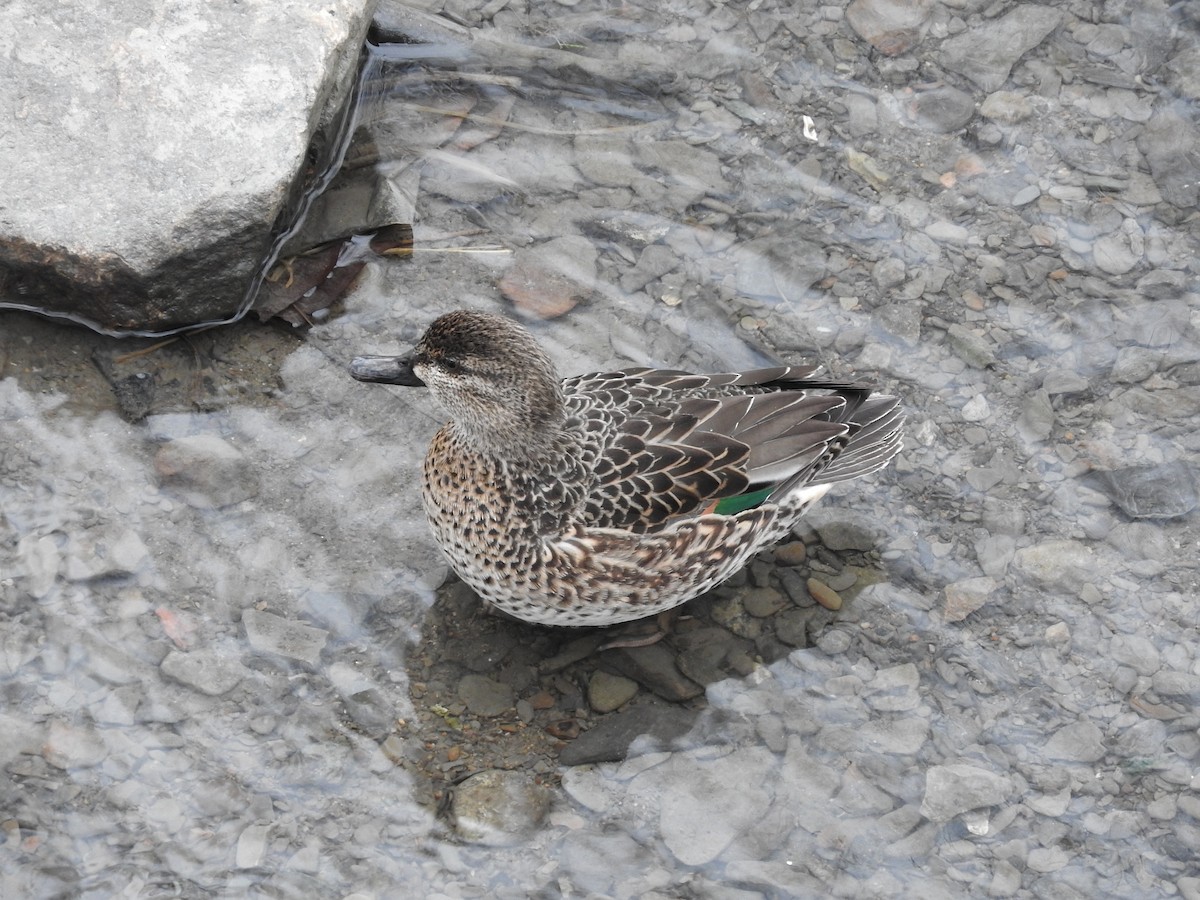 Green-winged Teal - ML304891011