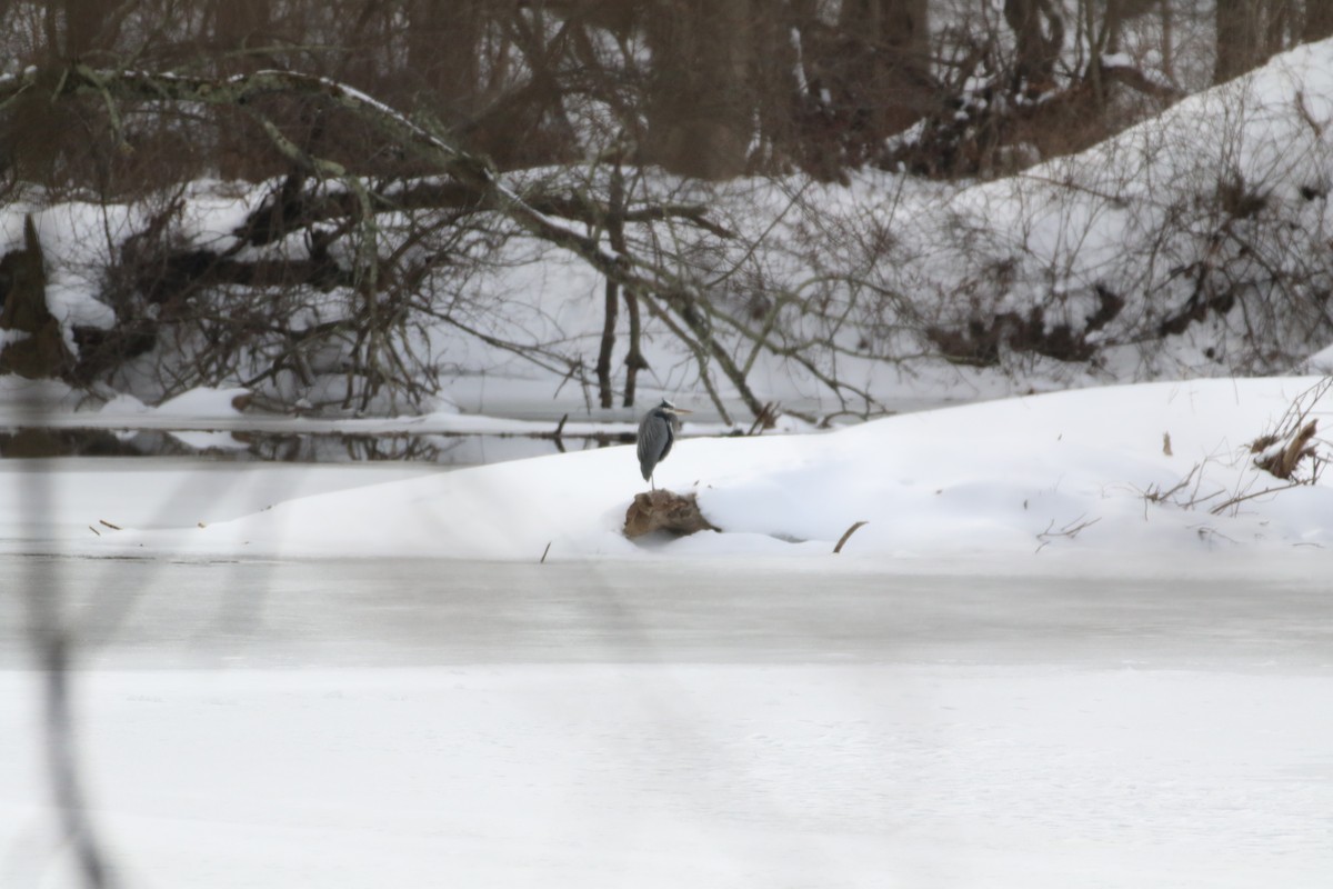 Great Blue Heron - ML304891061
