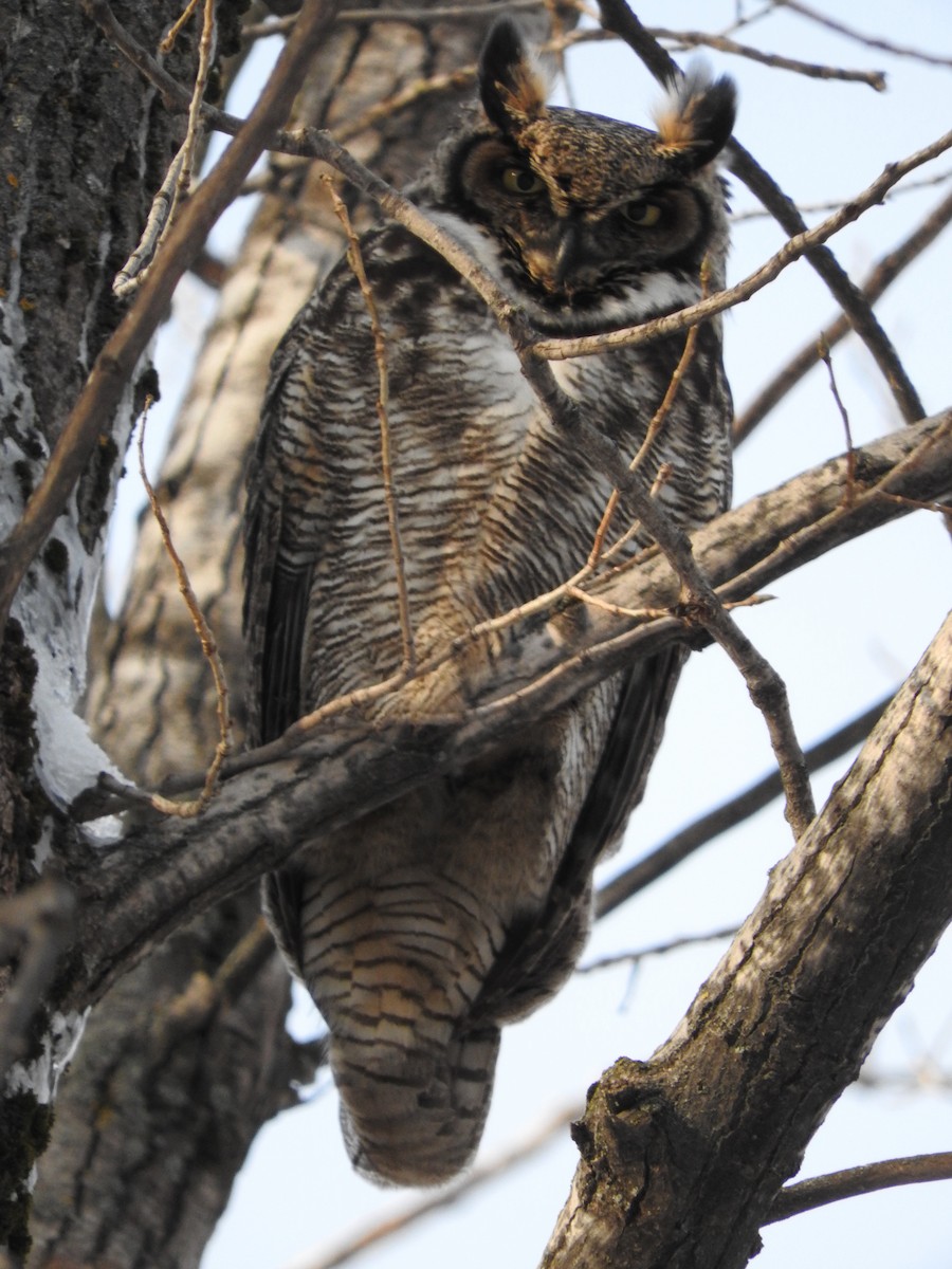 Great Horned Owl - ML304891081