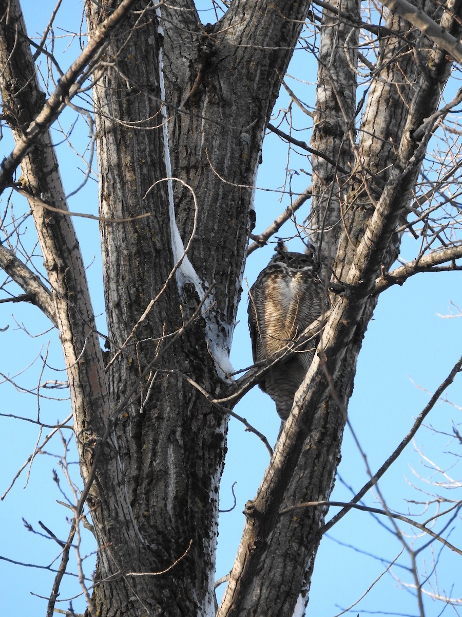 Great Horned Owl - ML304891111