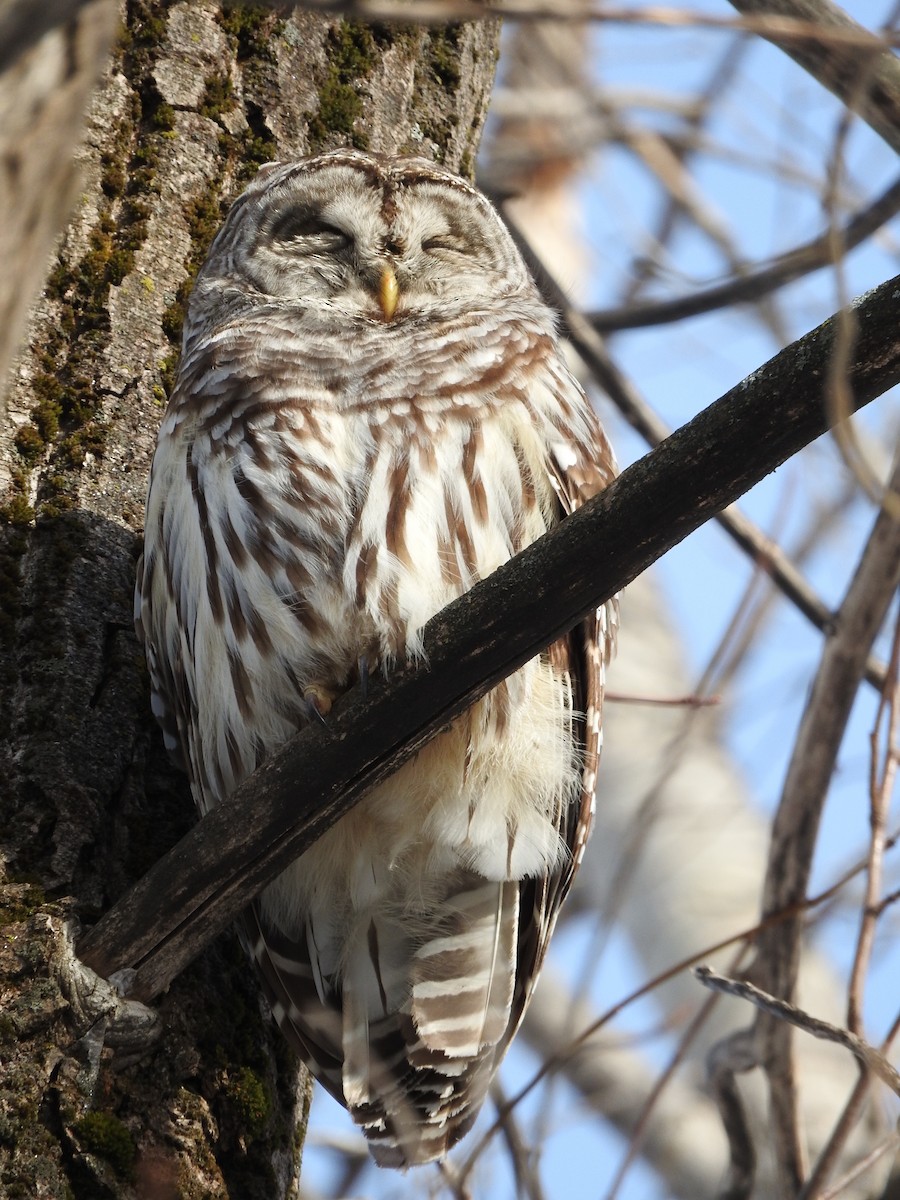 Barred Owl - ML304891381