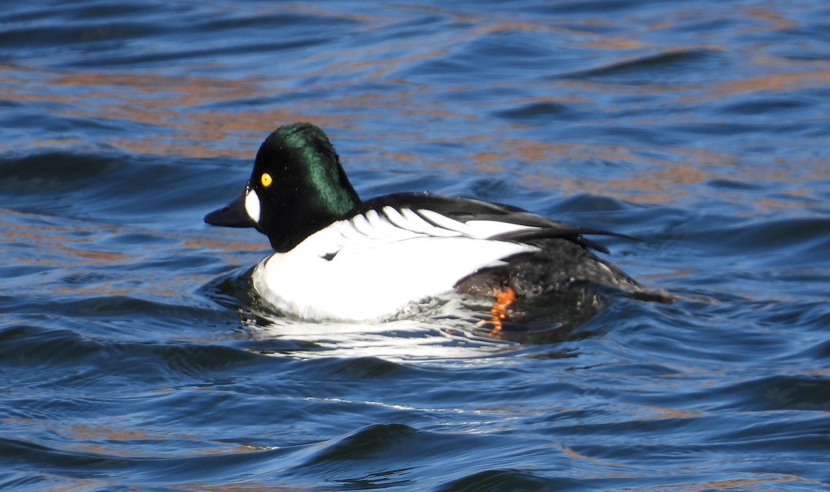 Common Goldeneye - Joan Grant