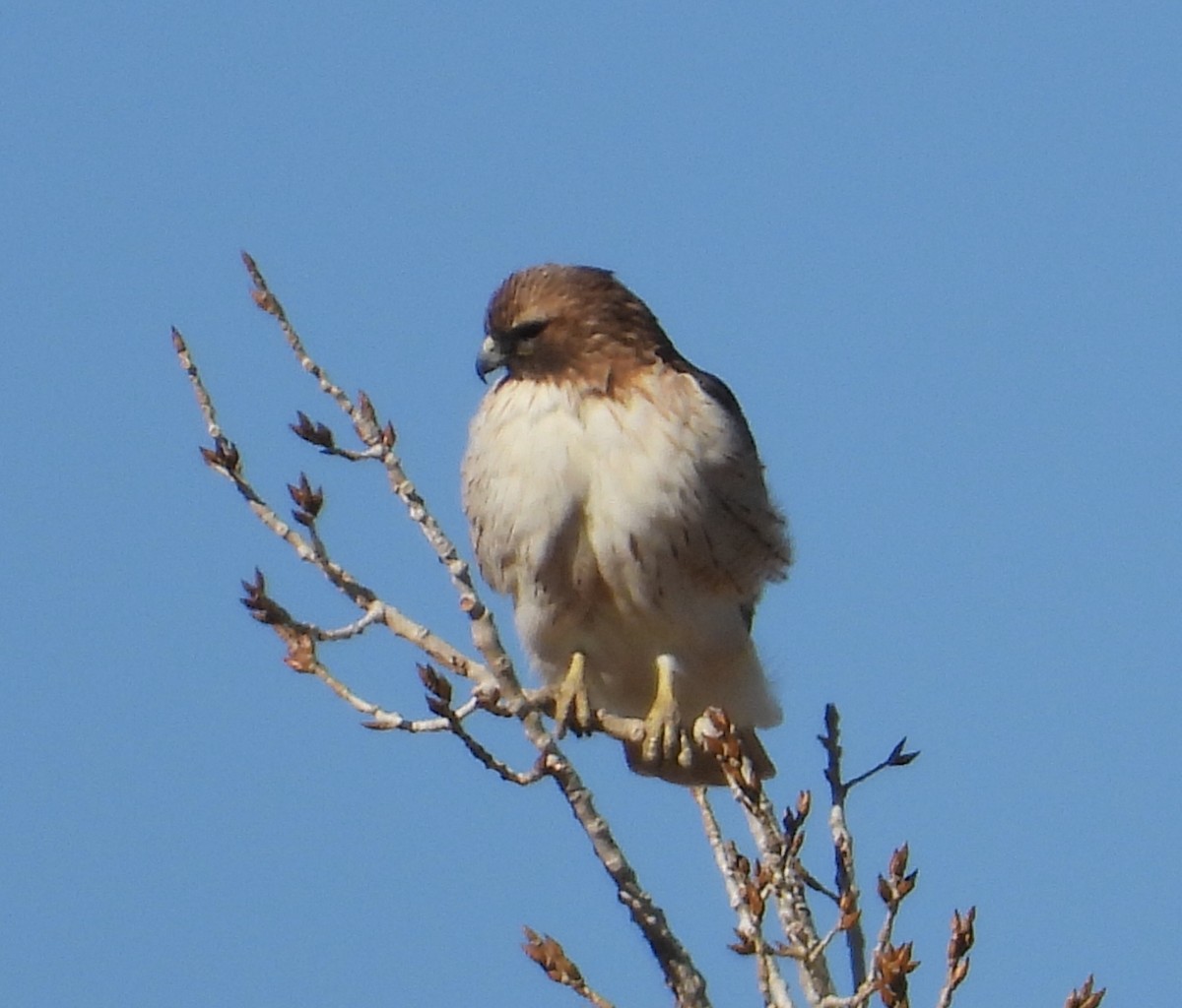 Red-tailed Hawk - ML304896781