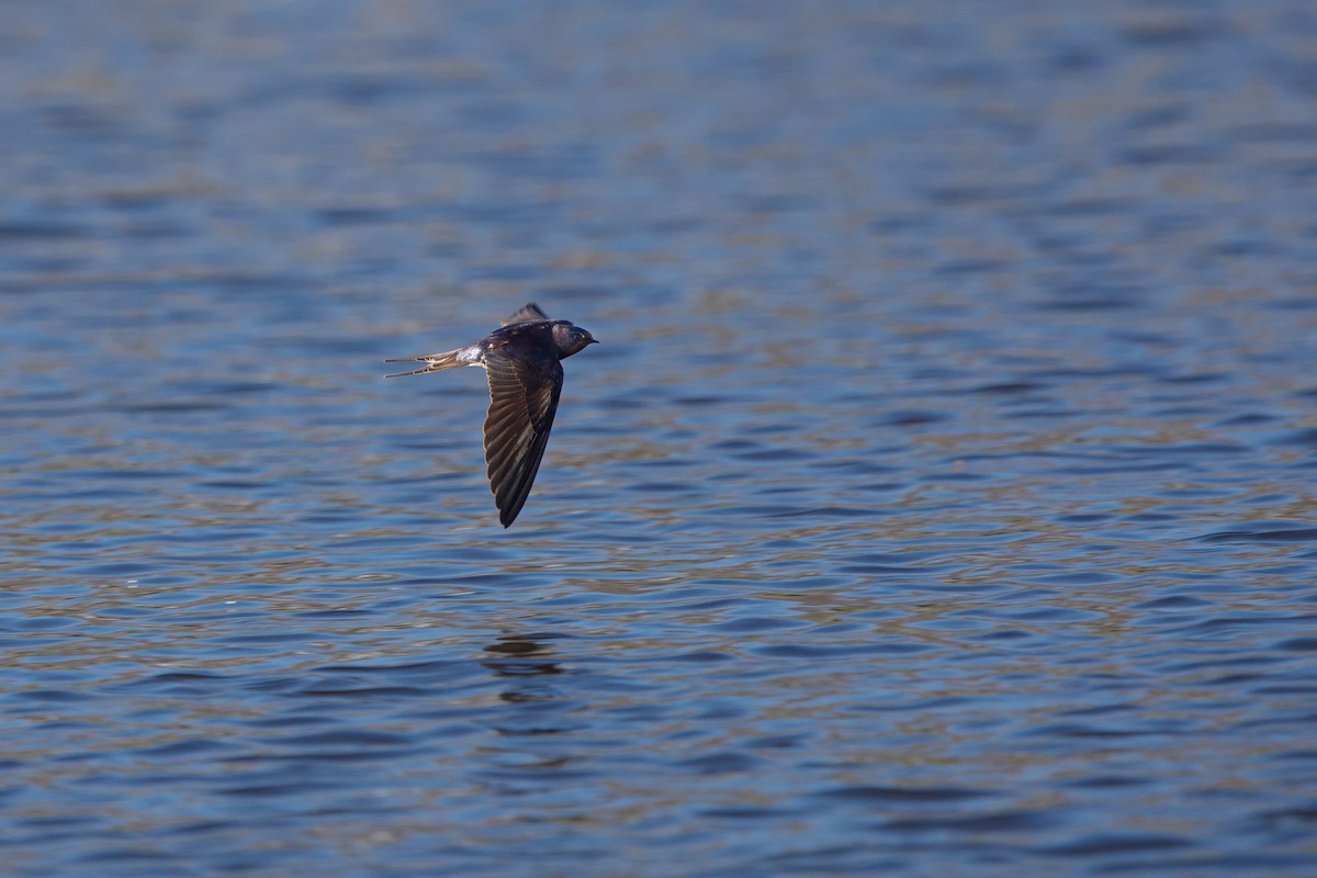 Barn Swallow - ML304896801